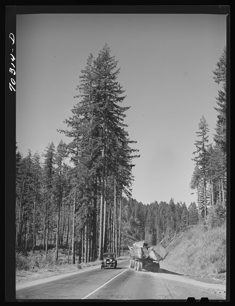 Giant logs being transported to mill by truck-trailer. Clatsop County, Oregon by Russell Lee