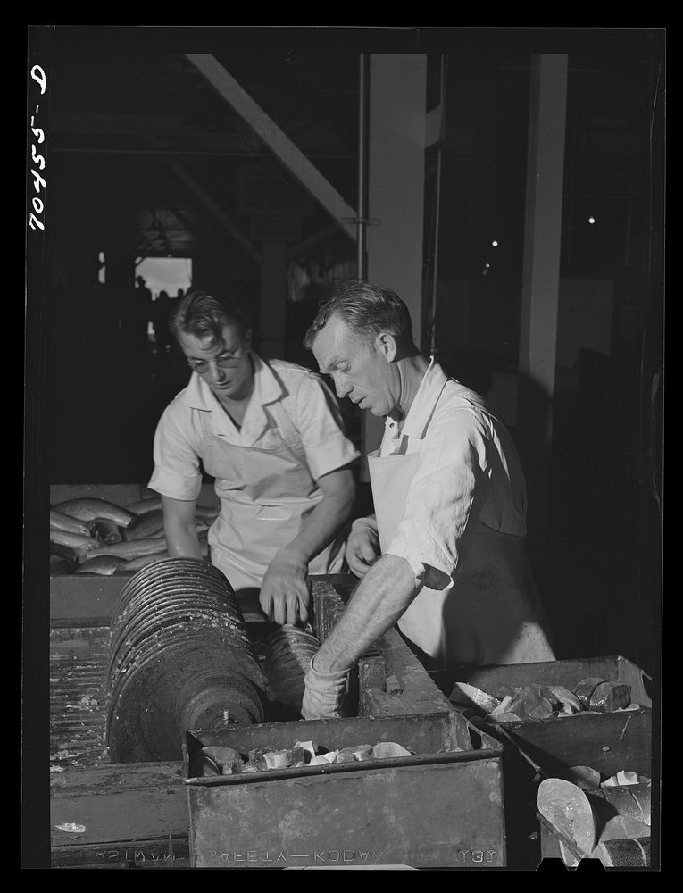 [Untitled photo, possibly related to: Slicing salmon for canning at the Columbia River Packing Association. Astoria, Oregon]…