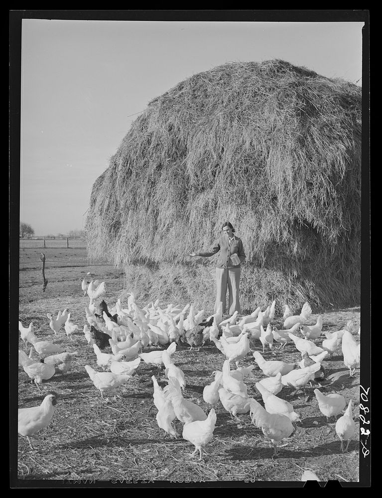Farmer's wife (Black Canyon Project) feeds the chickens. Canyon County, Idaho by Russell Lee