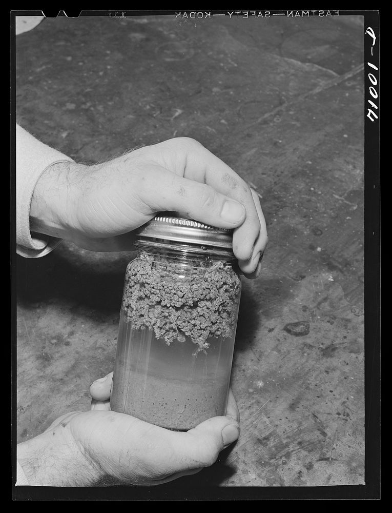 Salinas, California. Intercontinental Rubber Producers. Laboratory exhibit. This specimen shows the "worms" of rubber on top…