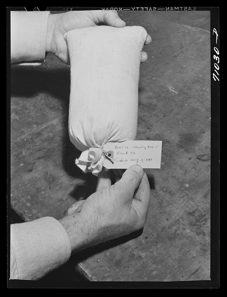 Salinas, California. Intercontinental Rubber Producers. A sack of seed from selected guayule plants. This selected seed will…
