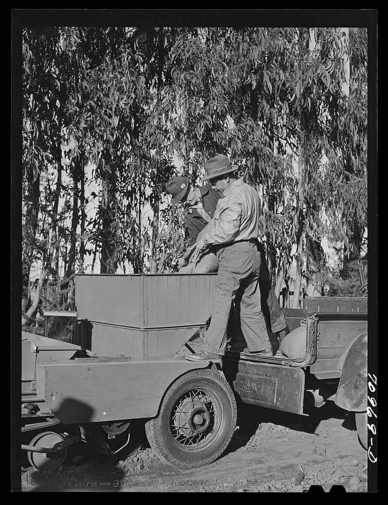 Salinas, California. Intercontinental Rubber Producers. Pouring sand into the planter used in the guayule nursery by Russell…