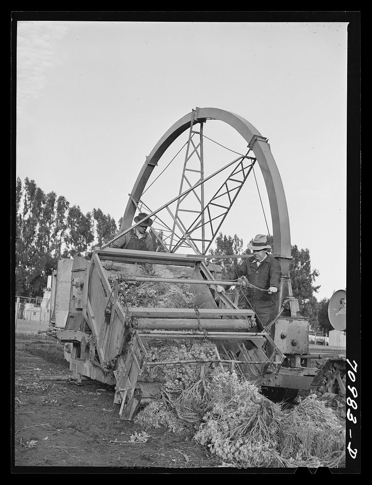 Salinas, California. Intercontinental Rubber Producers. Demonstration of combined harvester and chopper of guayule. This…