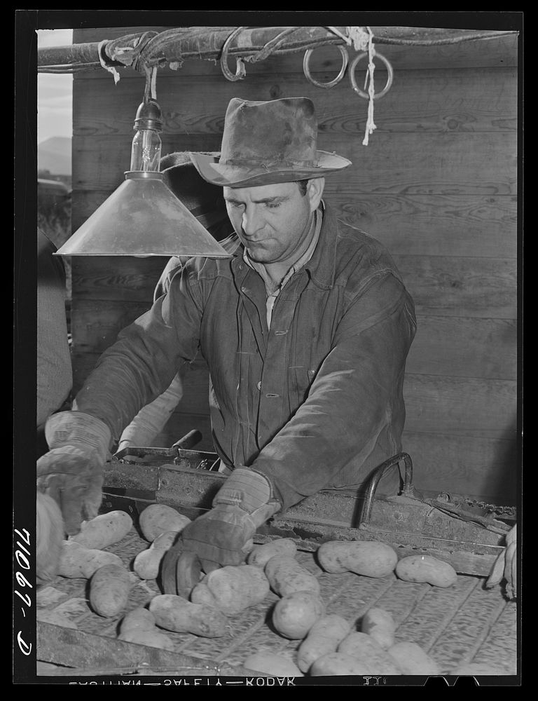 Sacker selects potatoes for size and quality at Klamath County, Oregon by Russell Lee