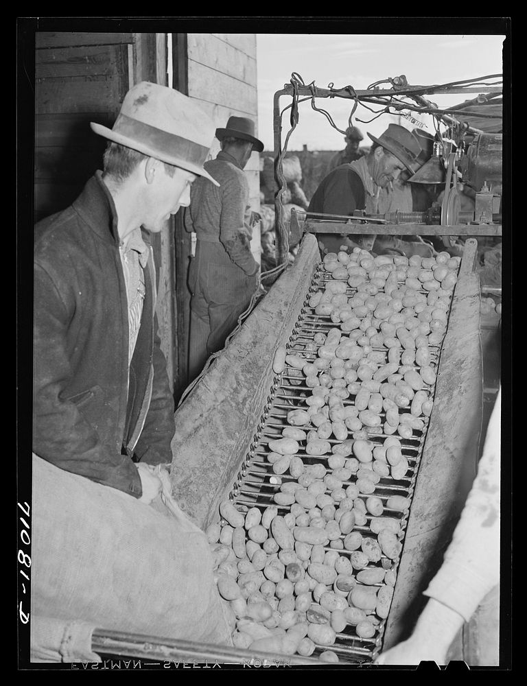 Small potatoes, dirt, sticks, etc., drop through the bars to ground below as potatoes are cleaned, graded and sacked at the…