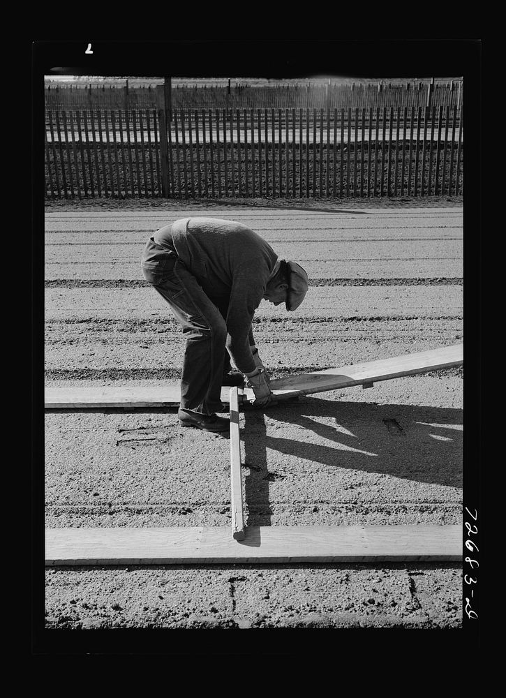 Salinas, California. Workman putting down duckboards in guayule nursery by Russell Lee