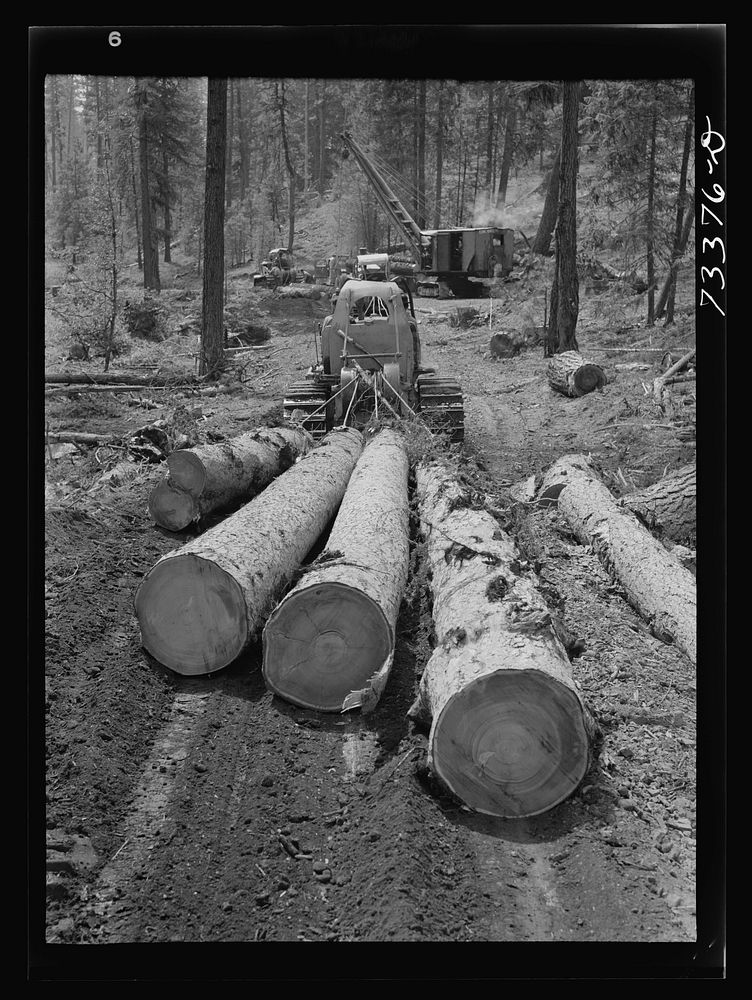 [Untitled photo, possibly related to: Grant County, Oregon. Malheur National Forest. Diesel caterpillar tractor snaking logs…