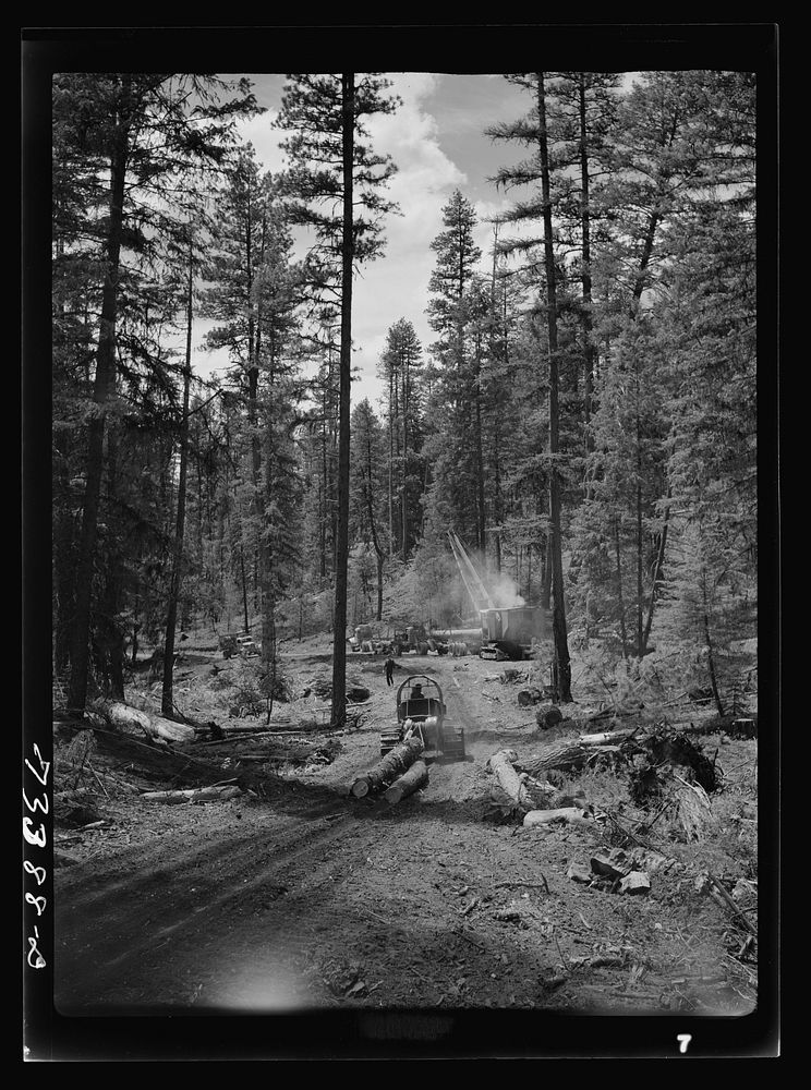Grant County, Oregon. Malheur National Forest. Caterpillar tractors snaking logs to the place where they are loaded onto…