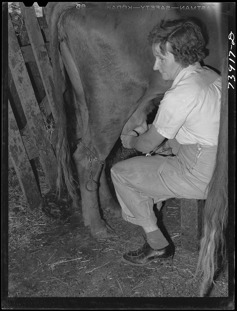Ola, Idaho. Wife of a member of the Ola self-help cooperative milking a cow. All members of the cooperative have cows…