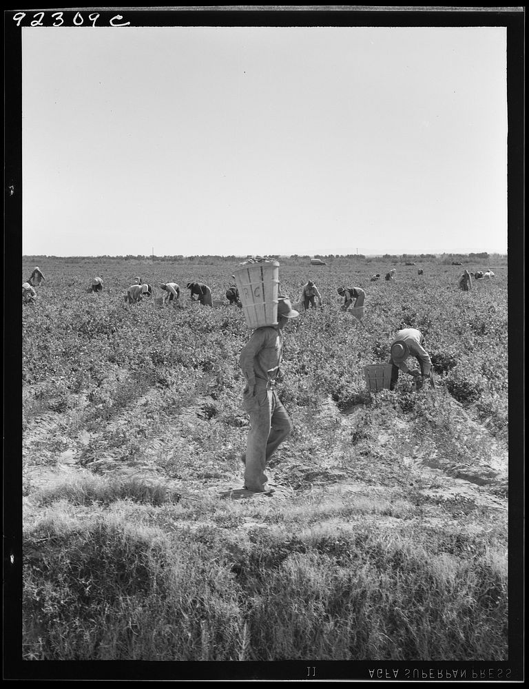 [Untitled photo, possibly related to: Pea pickers near Calipatria, California]. Sourced from the Library of Congress.