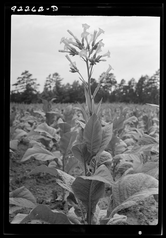 [Untitled photo, possibly related to: Single tobacco flower. The tobacco plant is "topped" before it blooms in the field…