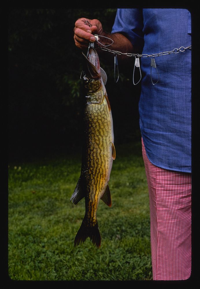 Menges fish from sand pond, Livingston Manor, New York (1977) photography in high resolution by John Margolies. Original…