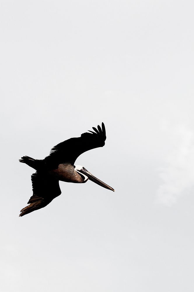 Free flying pelican bird image, public domain CC0 photo.