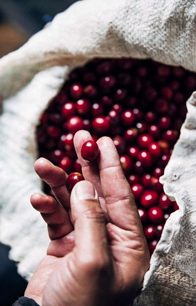 Free fresh coffee beans photo, public domain plant CC0 image.