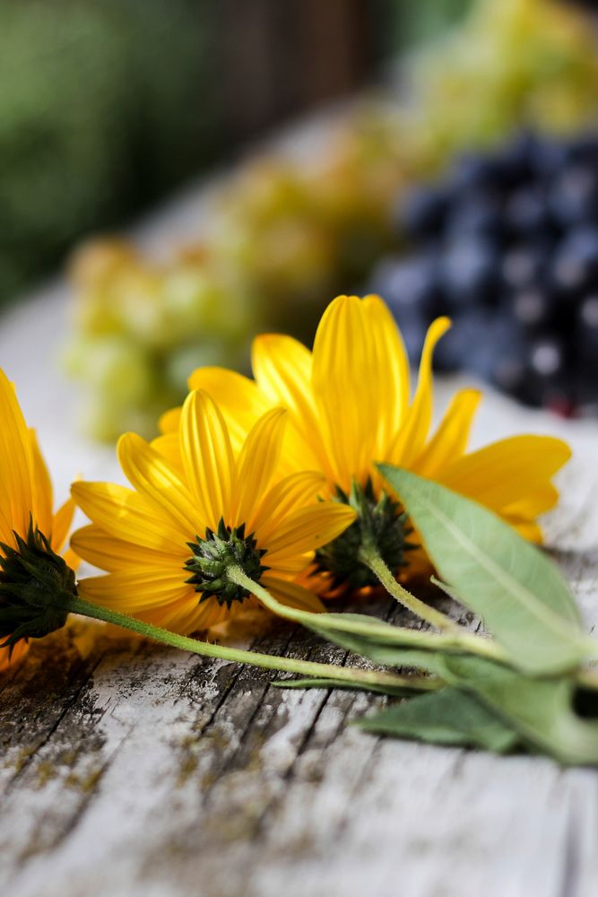 Free yellow daisy background image, public domain flower CC0 photo.