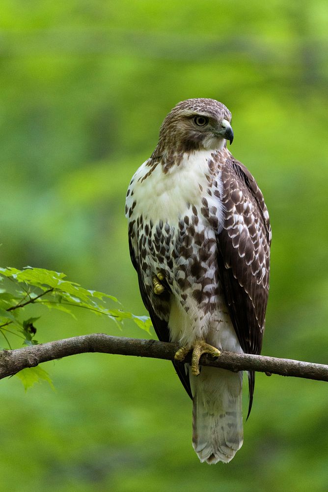 Free hawk bird background image, public domain CC0 photo.