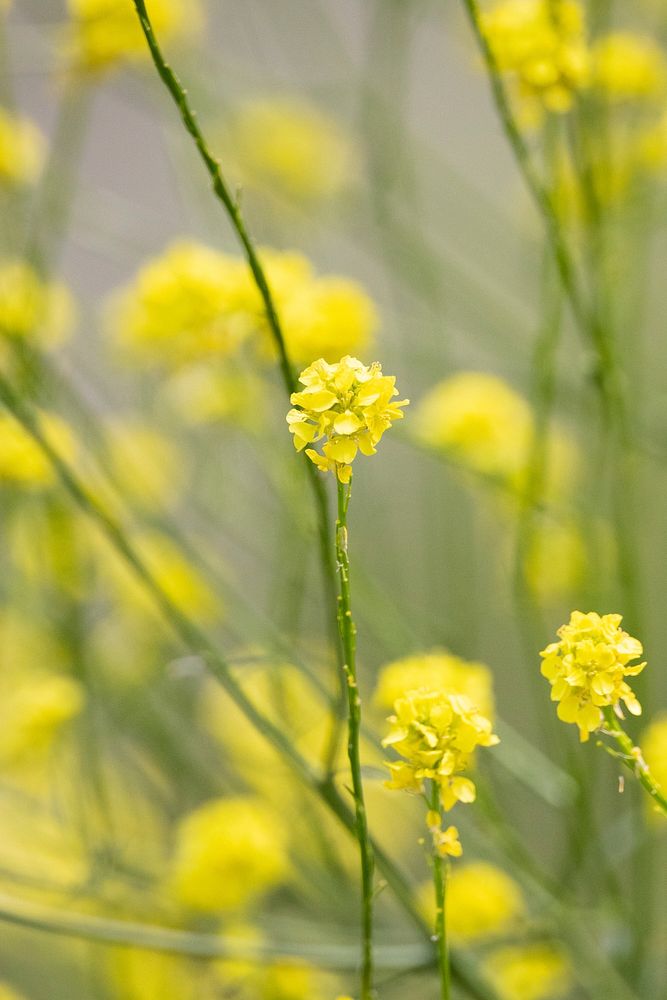 Yellow Flowers 