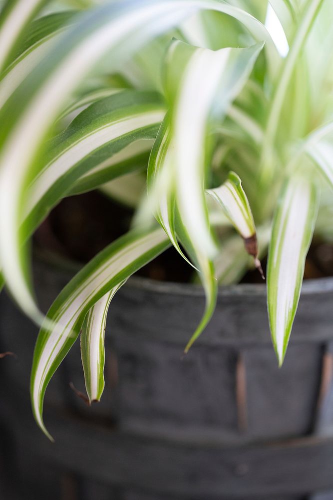 Free potted Spider Plant image, public domain botanical CC0 photo.