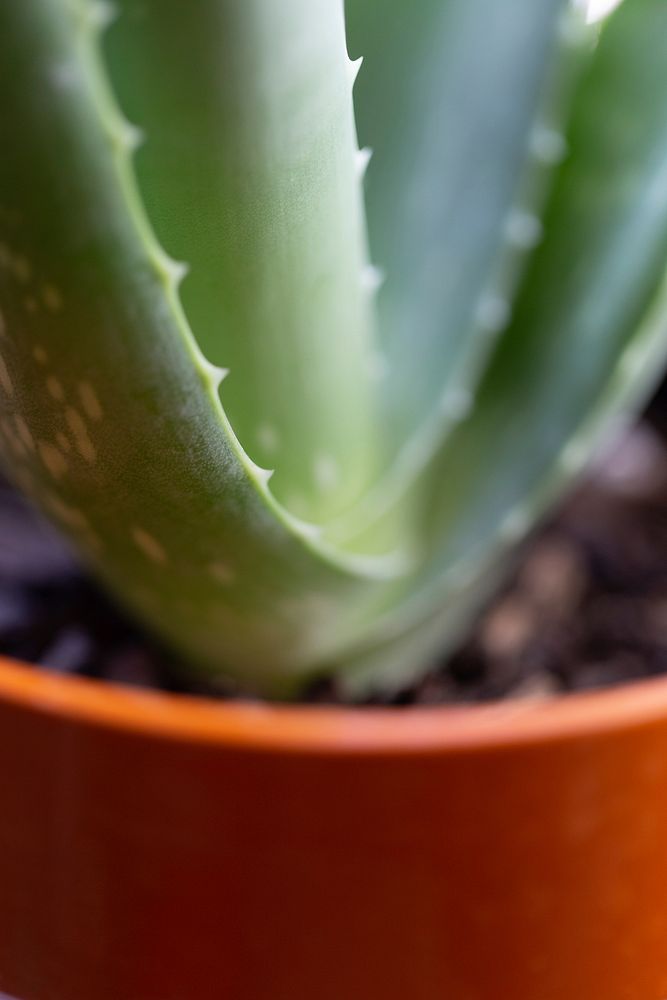 Free aloe vera close up image, public domain plant CC0 photo.