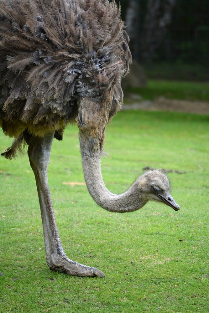 Free ostrich bird image, public domain CC0 photo.