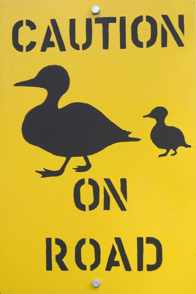 Free duck crossing road sign image, public domain CC0 photo.