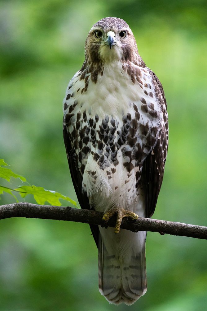 Free hawk bird background image, public domain CC0 photo.