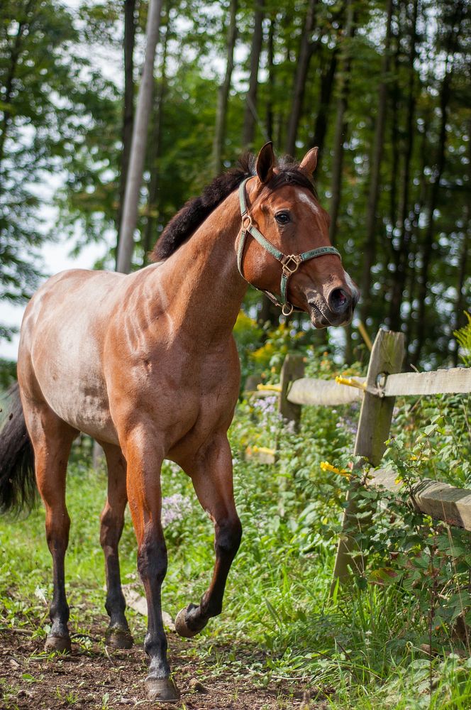 Free image of brown horse on meadow, public domain animal CC0 photo.