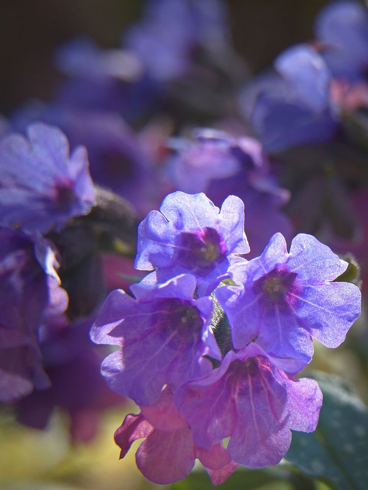 Purple Flowers Garden 