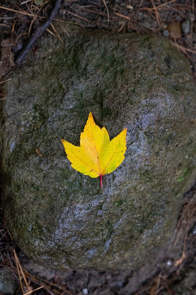 Autumn Leaf 