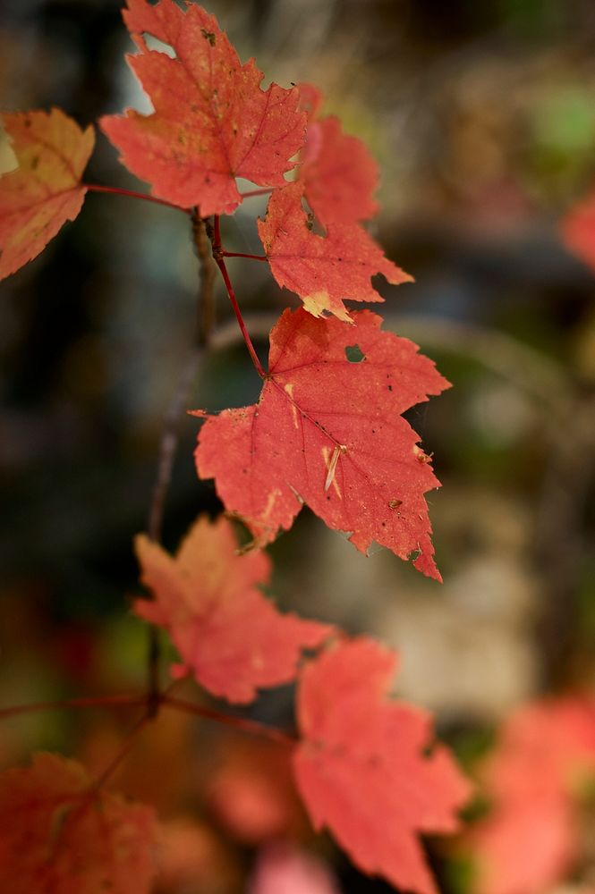 Autumn Maple Fall 