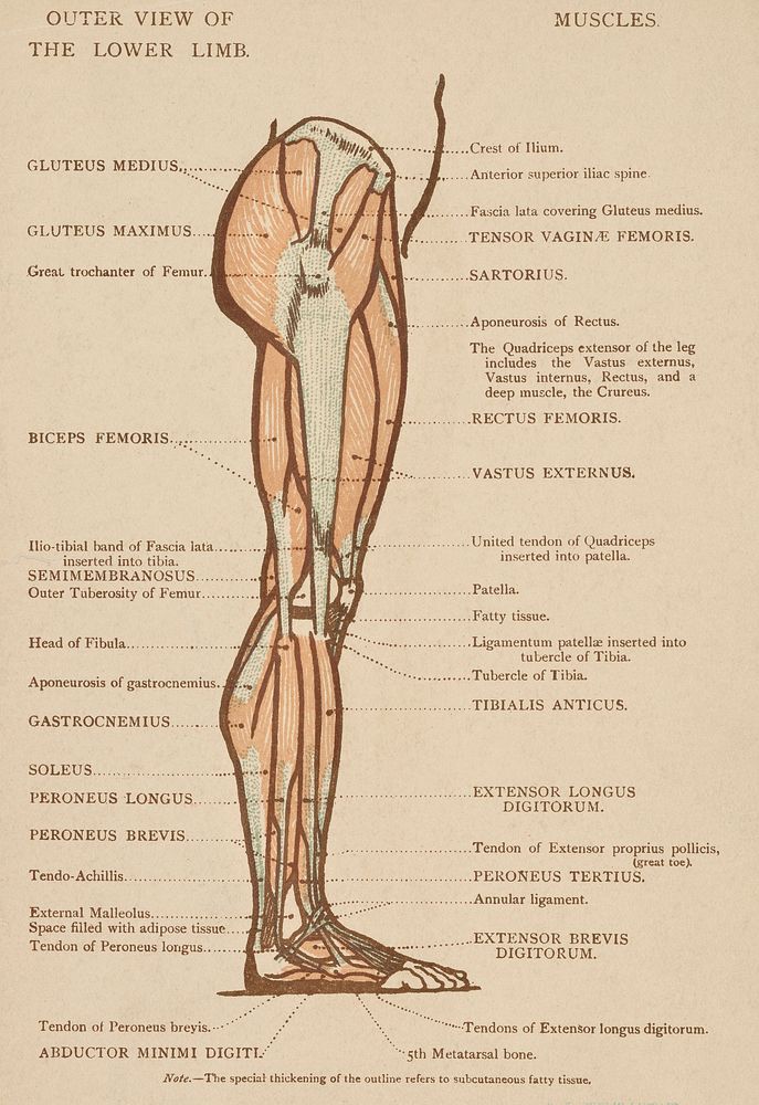 Vintage illustration of lower limb published in 1899 by James M Dunlop. Original from New York public library. Digitally…