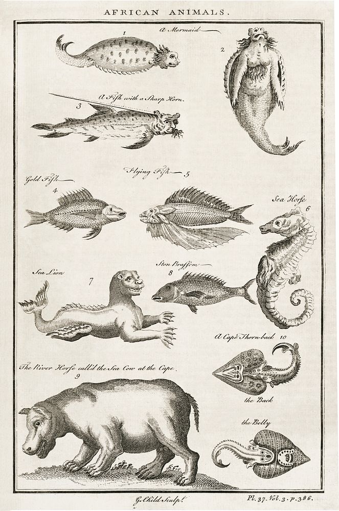 Vintage Illustration of fish and other African animals published in 1745-1747 by Thomas Astley. Original from New York…