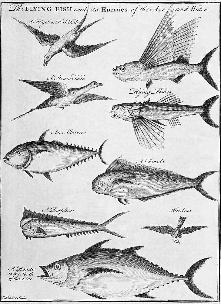 Vintage illustration of the flying fish and its enemies of the air and water published in 1745-1747 by Thomas Astley.…