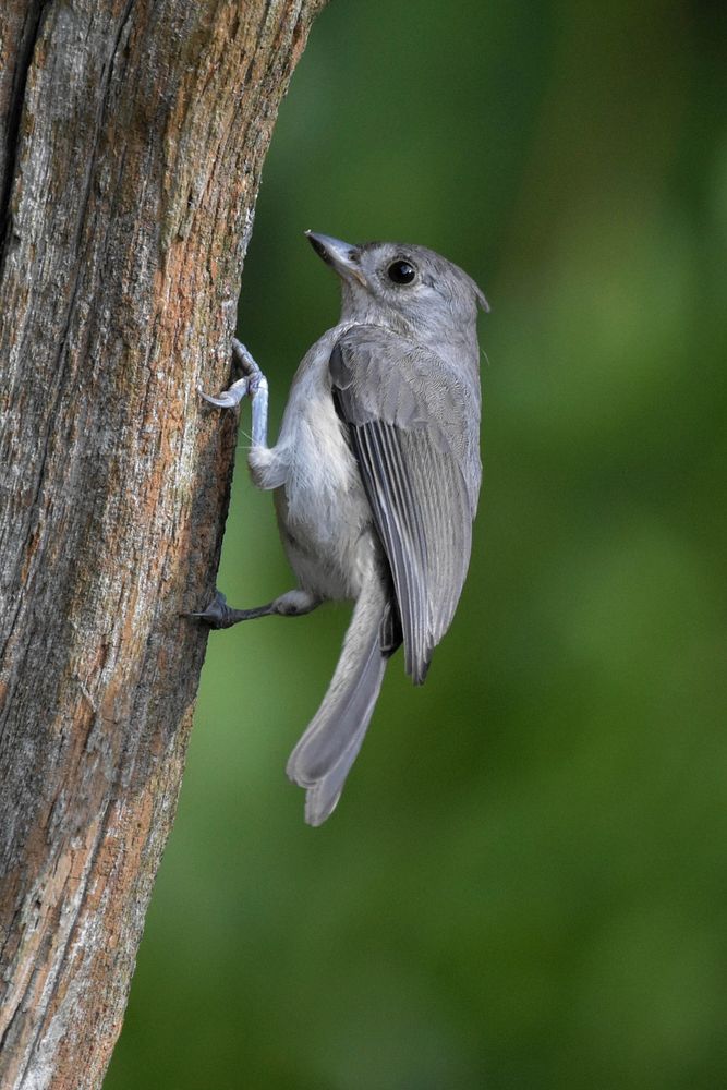 Immature Tufted Titmouse clinging to a tree