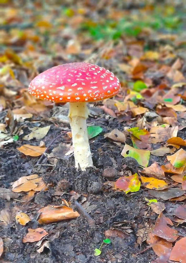 Polka mushroom