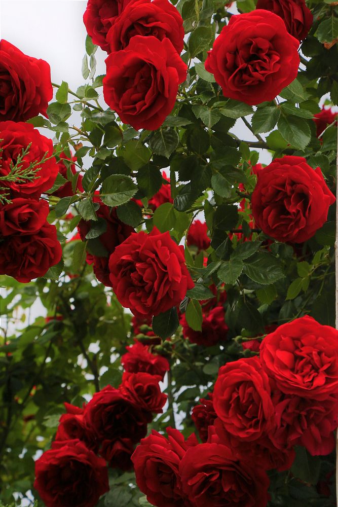 Free red roses image, public domain flower CC0 photo.