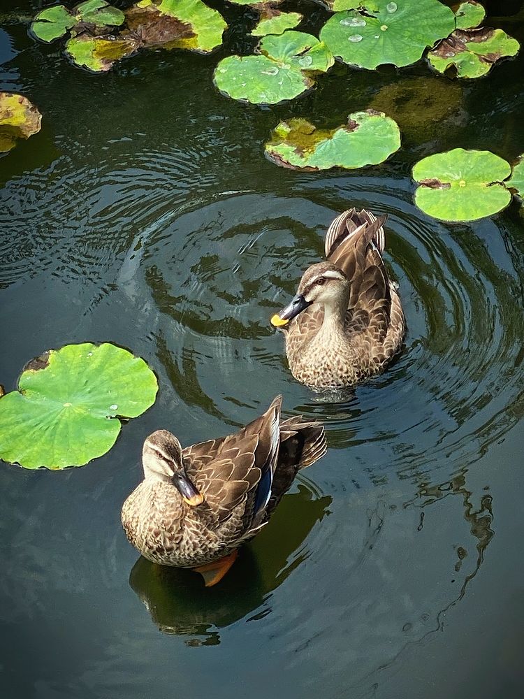 Northern Pintail Ducks, Shinobazu Pond, Tokyo, Japan