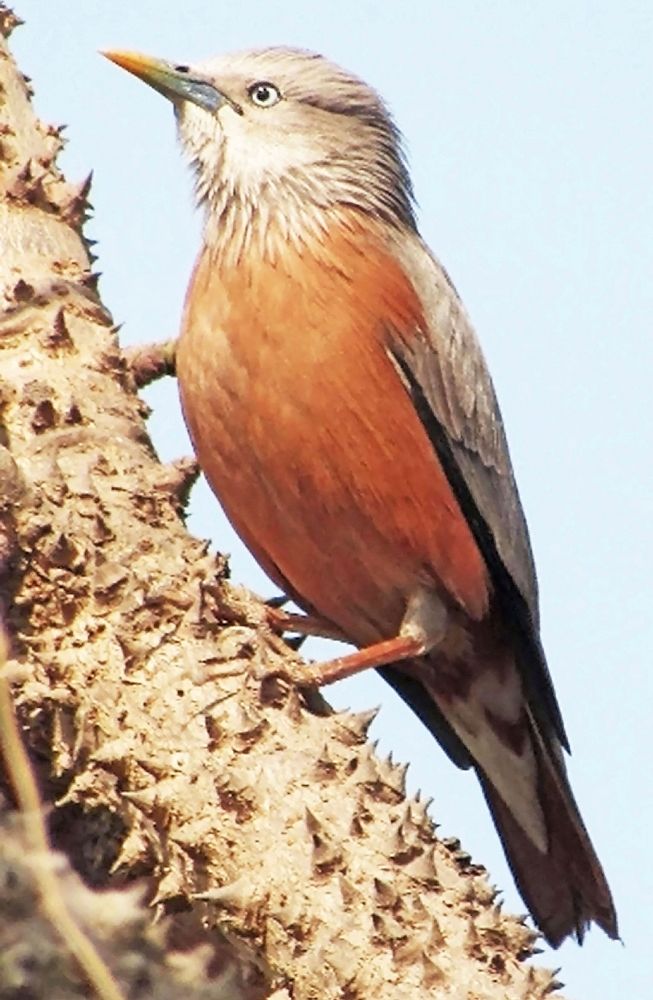 Chestnut tailed starling