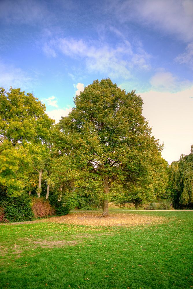 Free large lush trees land image, public domain landscape CC0 photo.