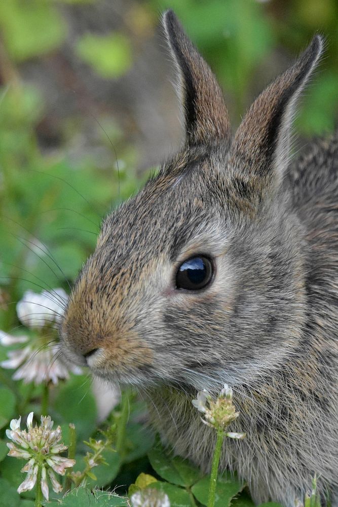 Free cute bunny background image, public domain CC0 photo.