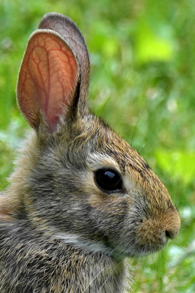 Free bunny close up portrait photo, public domain animal CC0 image.