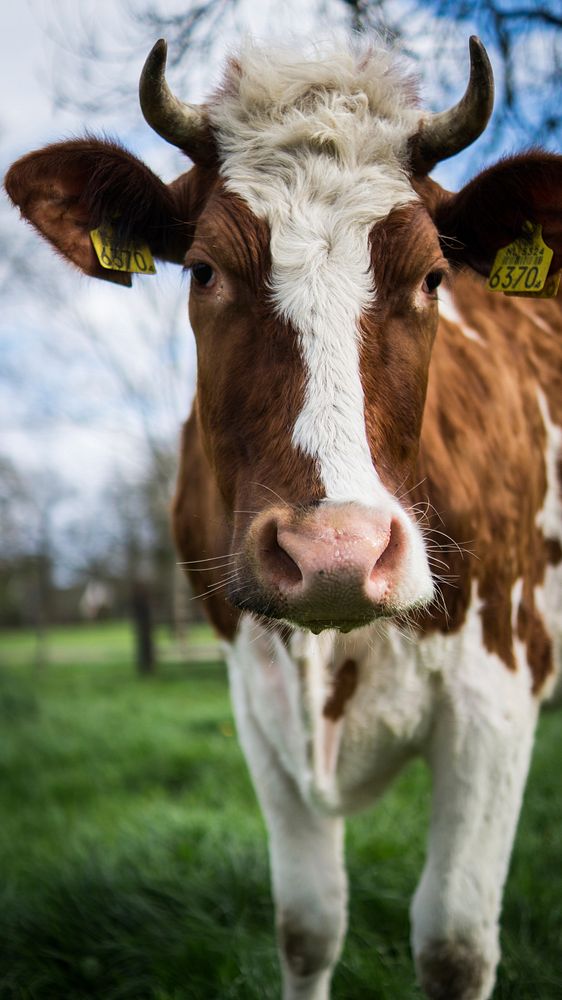 Free cow standing on grass field image, public domain animal CC0 photo.