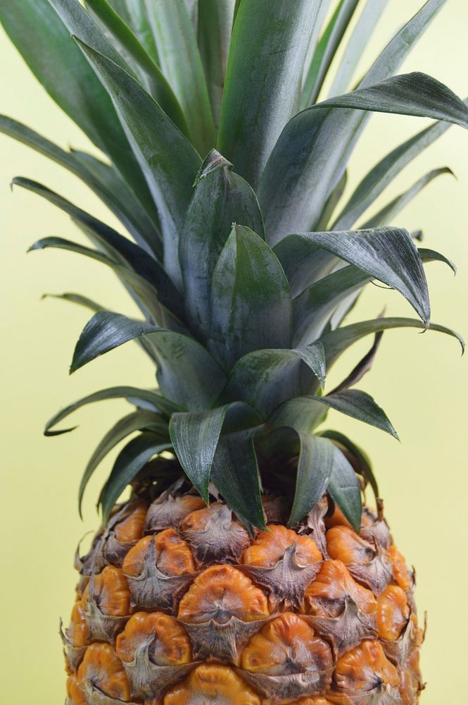 Free pineapple images, public domain fruit CC0 photo.