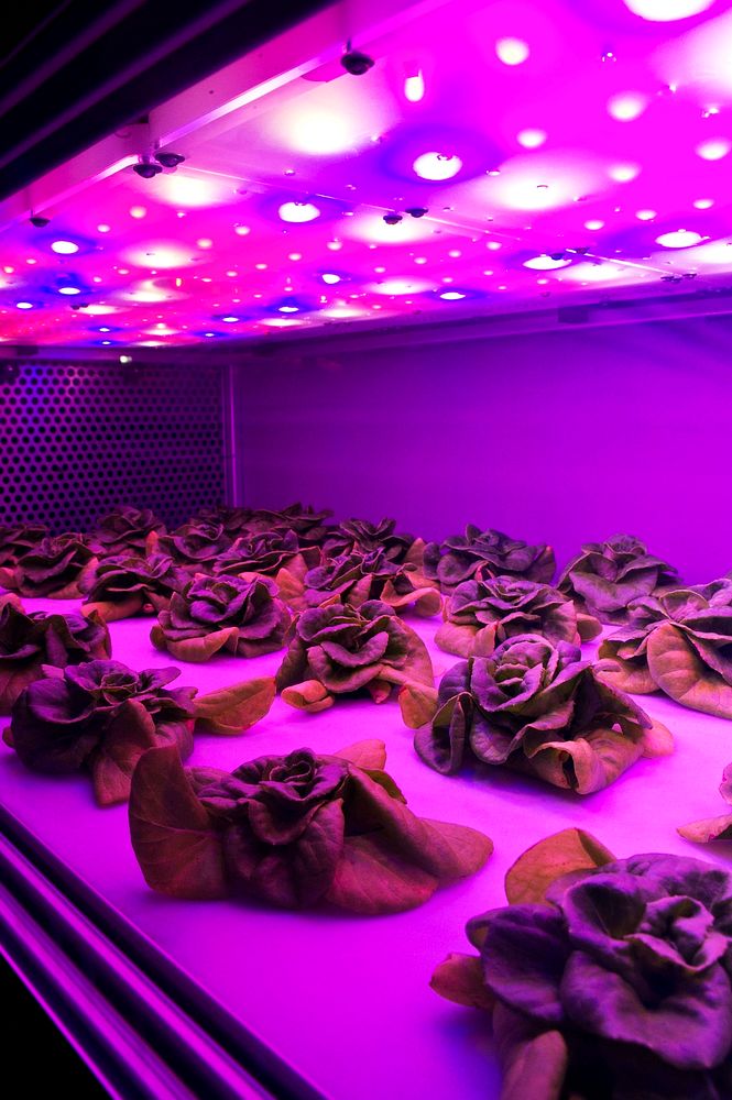 NASA Stennis Space Center visitor center and museum grows butterhead lettuce using an aeroponic process that involves no…