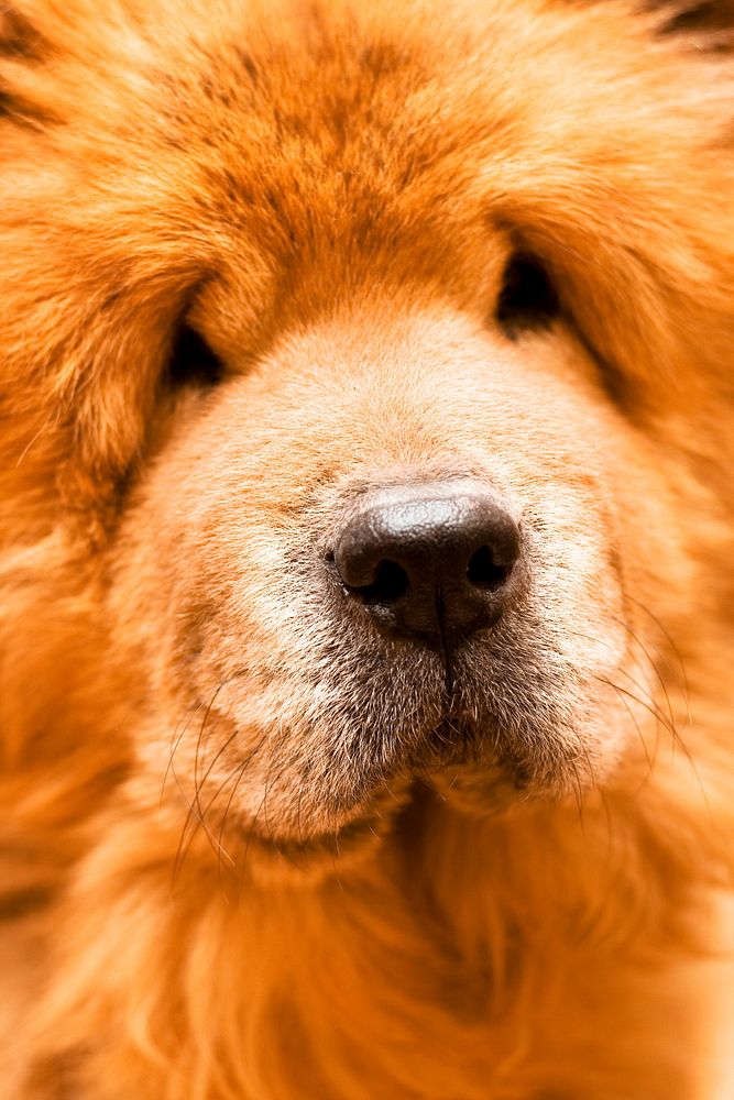 Free fluffy brown dog image, public domain pet CC0 photo.