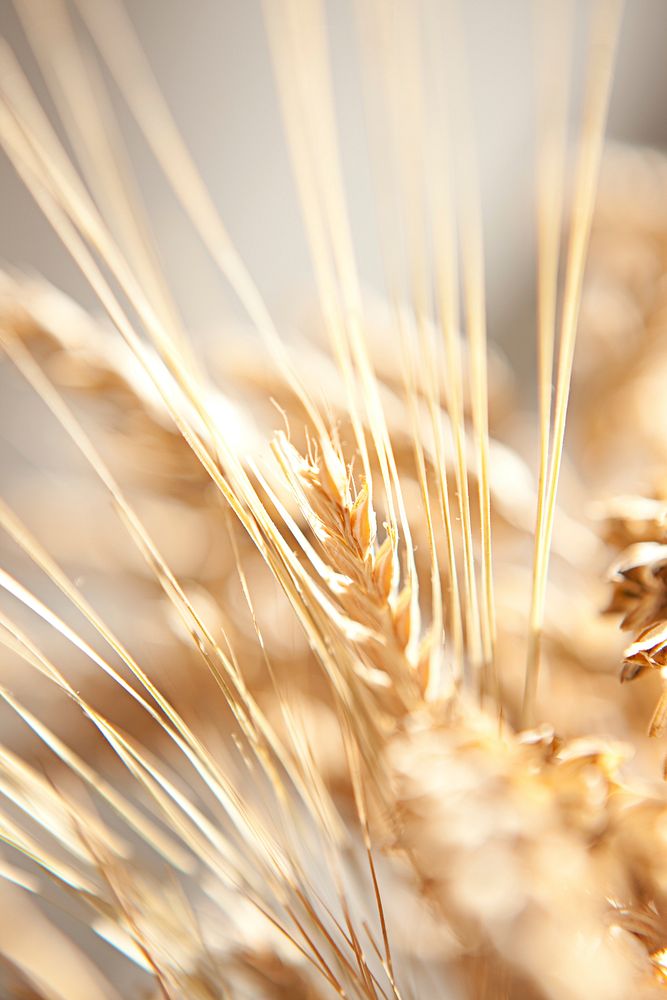 Free closeup of wheat image, public domain food CC0 photo.