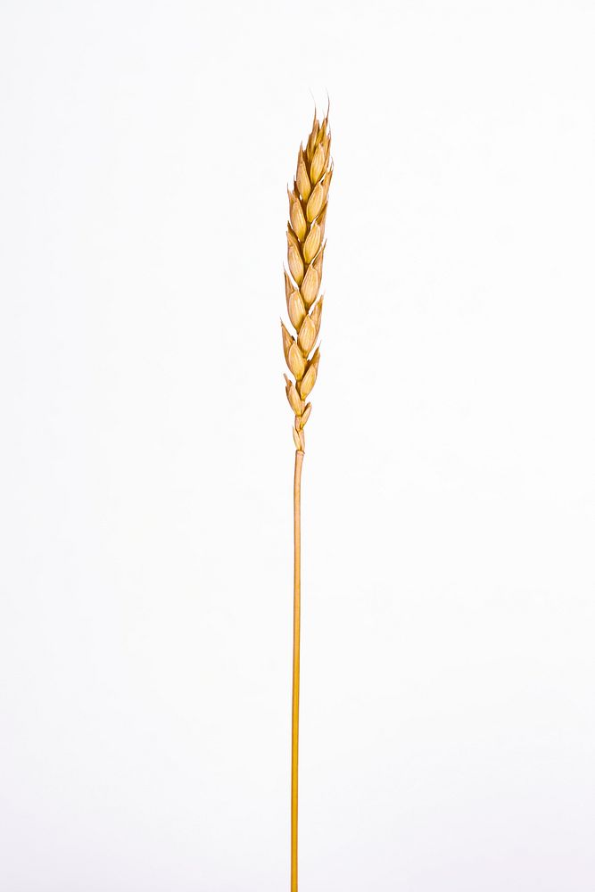 Free golden wheat stem, white background public domain CC0 photo