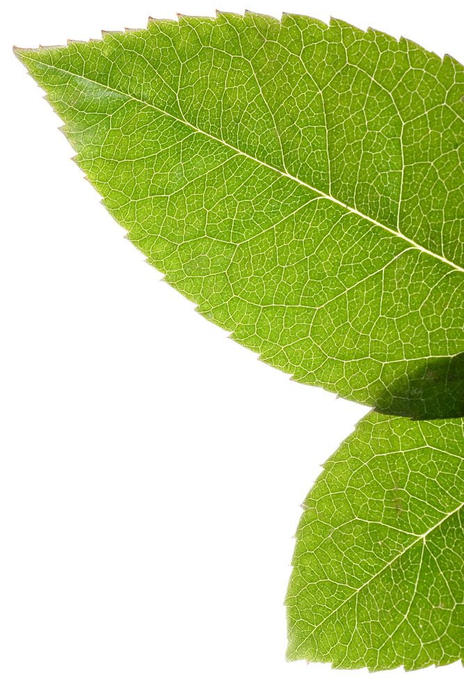 Free leaf isolated on white background image, public domain plant CC0 photo.