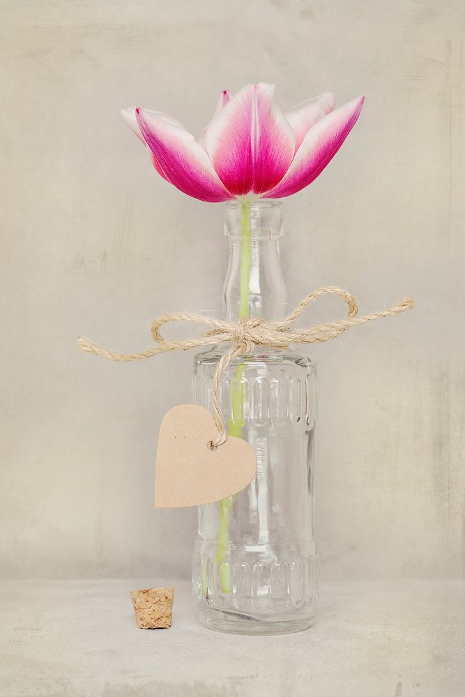 Free tulip in vase image, public domain spring CC0 photo.