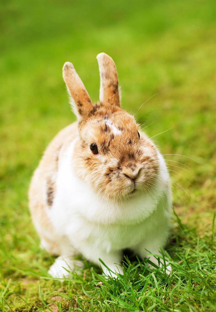 Free cute bunny image, public domain pet CC0 photo.